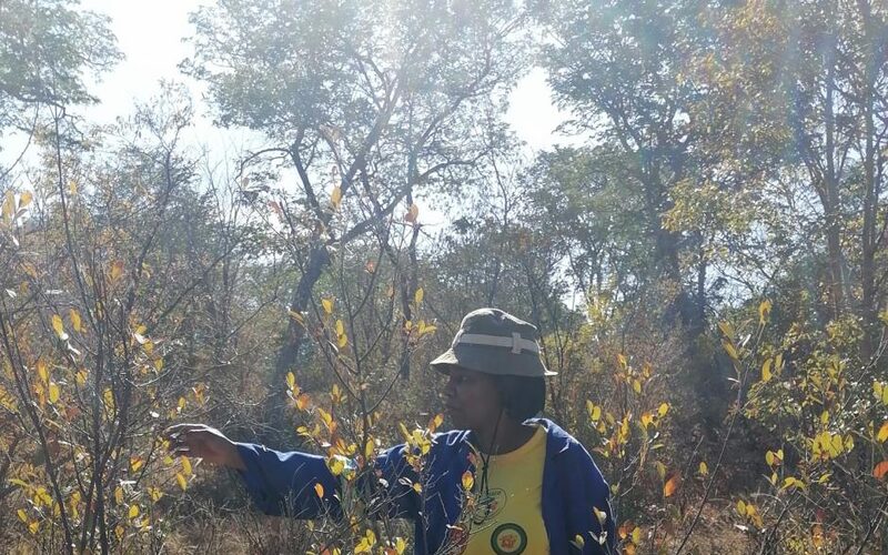 Vimbai Rukuni surveying Baikiaea woodland plots in Zimbabwe